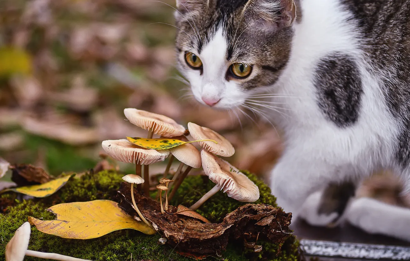 Photo wallpaper autumn, cat, look, nature, pose, mushrooms, kitty, face