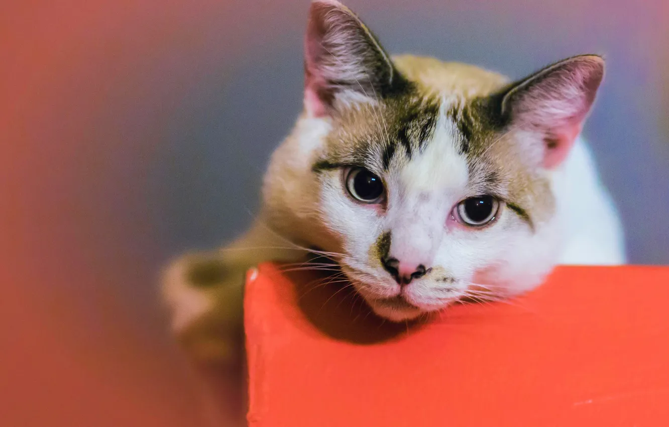 Photo wallpaper cat, look, background, muzzle, cat