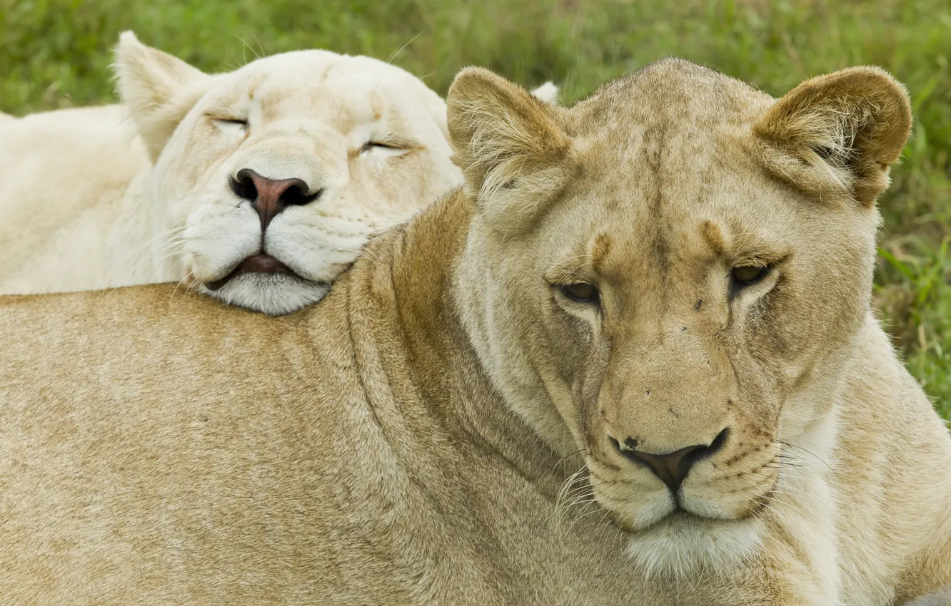 Photo wallpaper face, cats, stay, pair, lioness