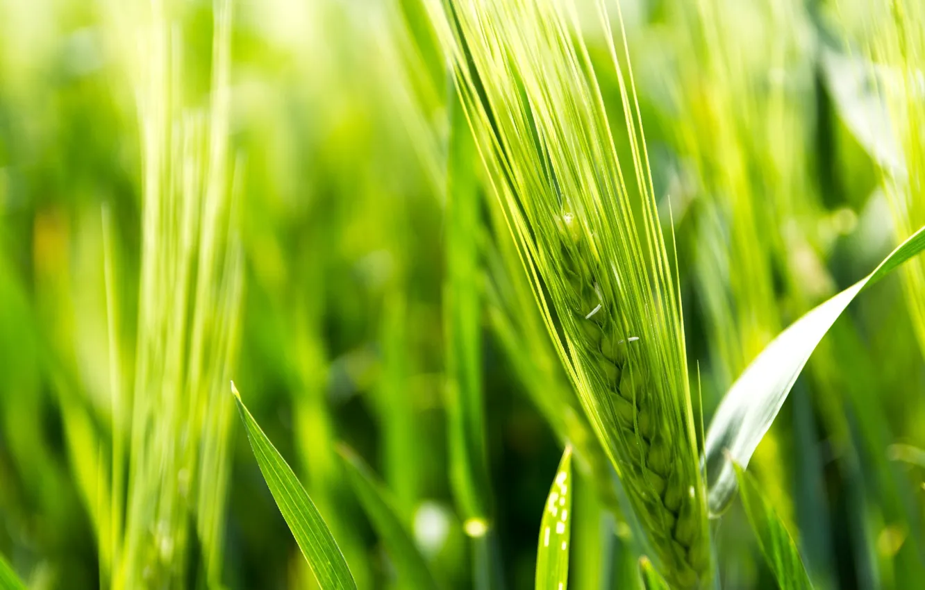 Photo wallpaper wheat, field, macro, green, background, widescreen, Wallpaper, rye