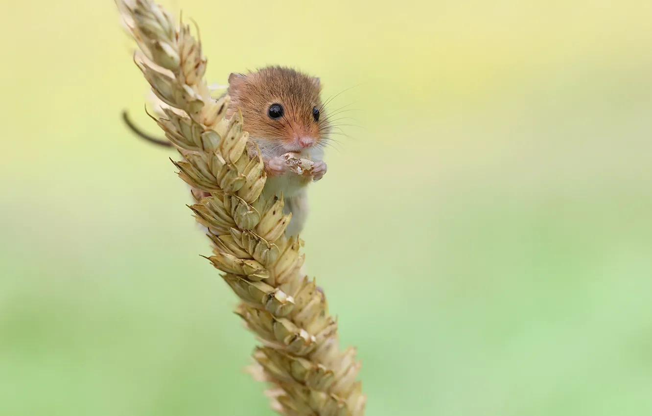 Photo wallpaper nature, grain, mouse, the mouse is tiny