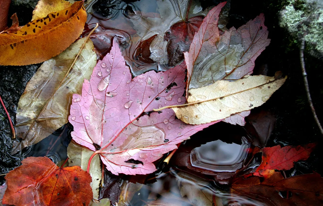 Photo wallpaper autumn, leaves, water