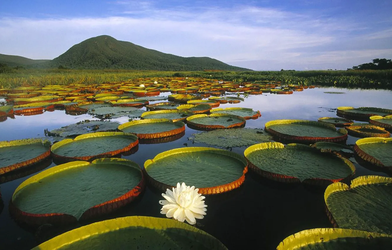 Photo wallpaper river, Brasil, amazon, The Vitória-Régia, Pantanal
