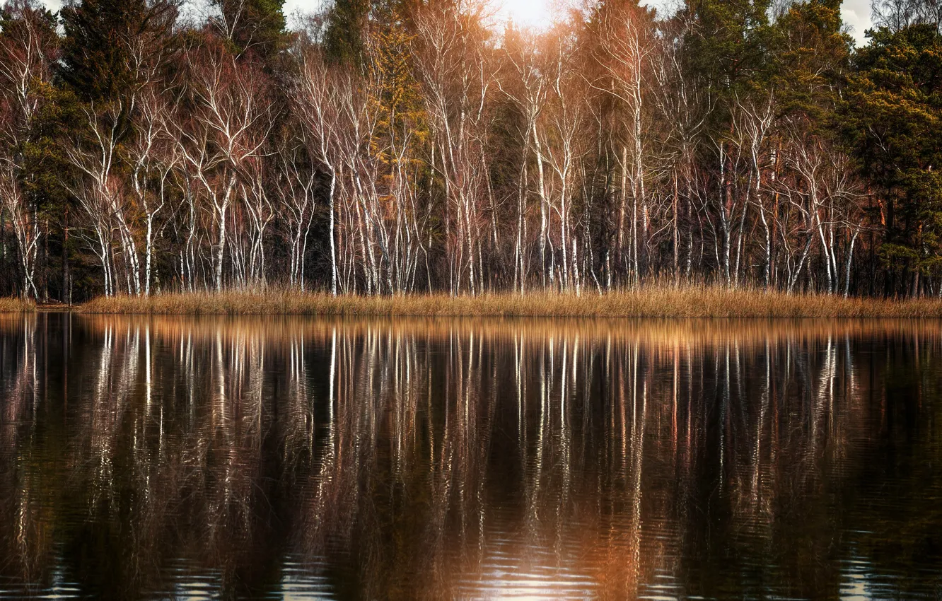 Photo wallpaper trees, lake, Park