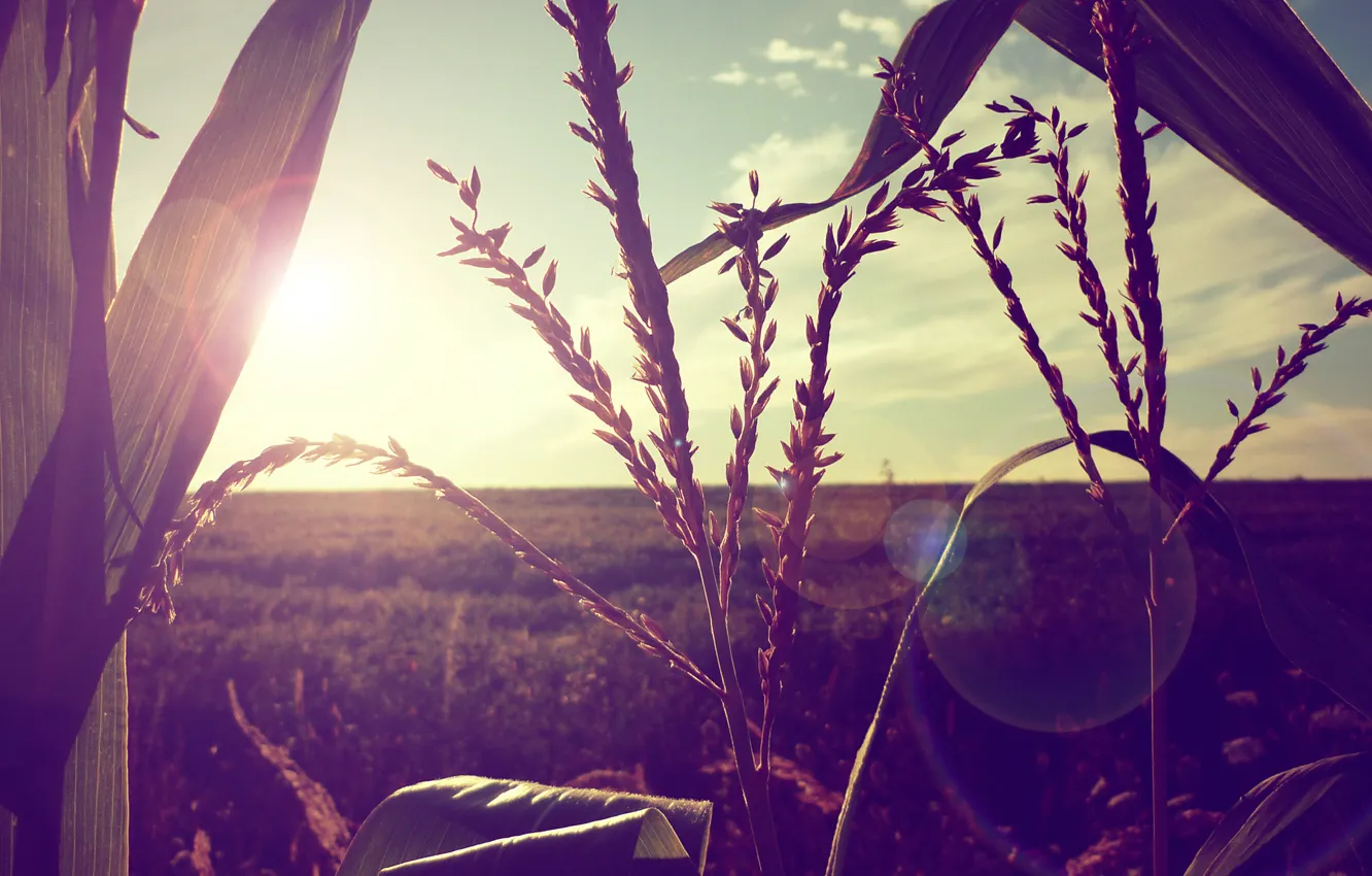 Photo wallpaper field, the sun, corn