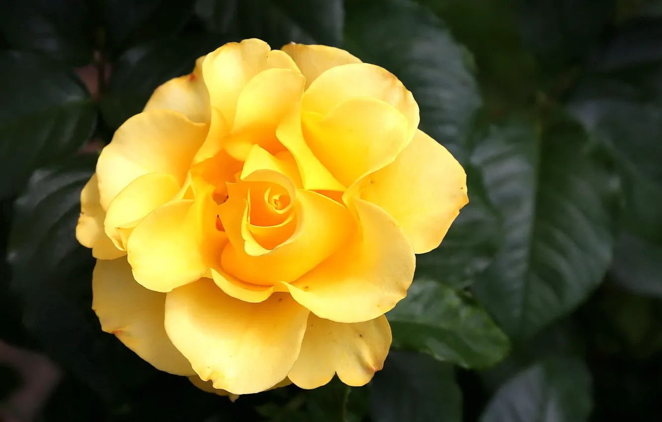Photo wallpaper macro, yellow, roses