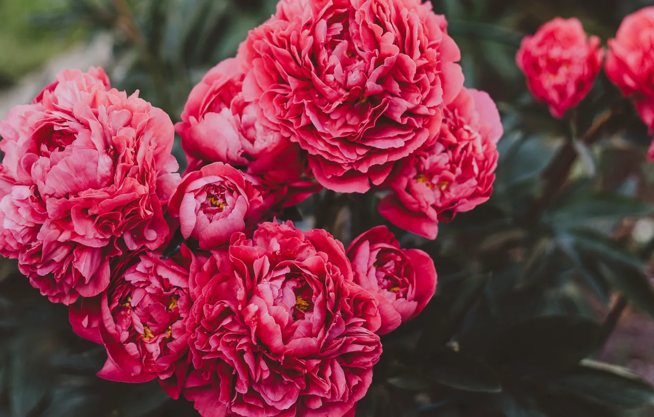 Photo wallpaper flowers, peonies, red peonies