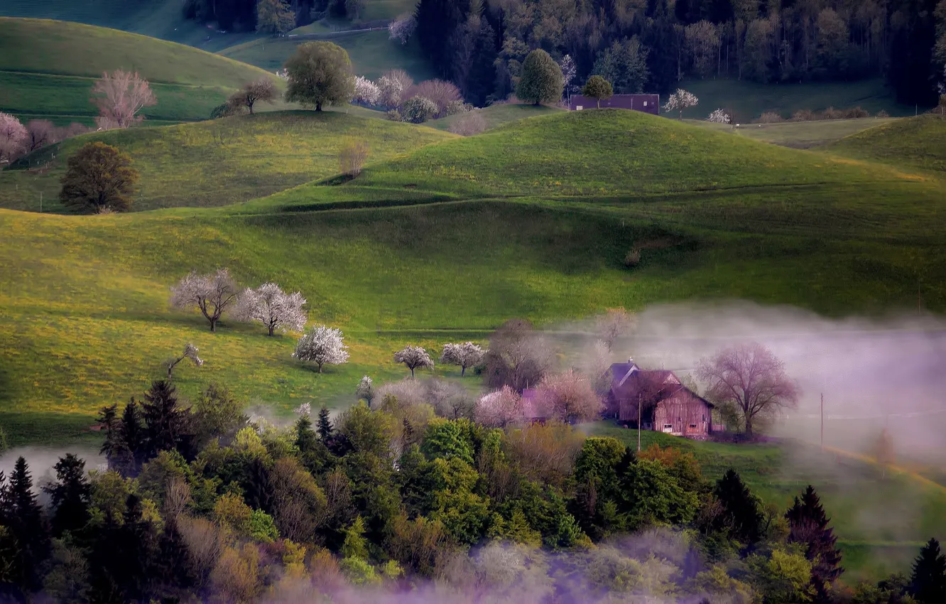 Photo wallpaper trees, fog, hills, home, spring