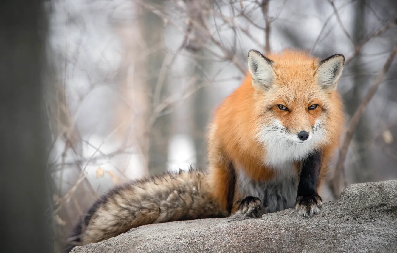 Photo wallpaper forest, look, face, branches, pose, stone, Fox, tail