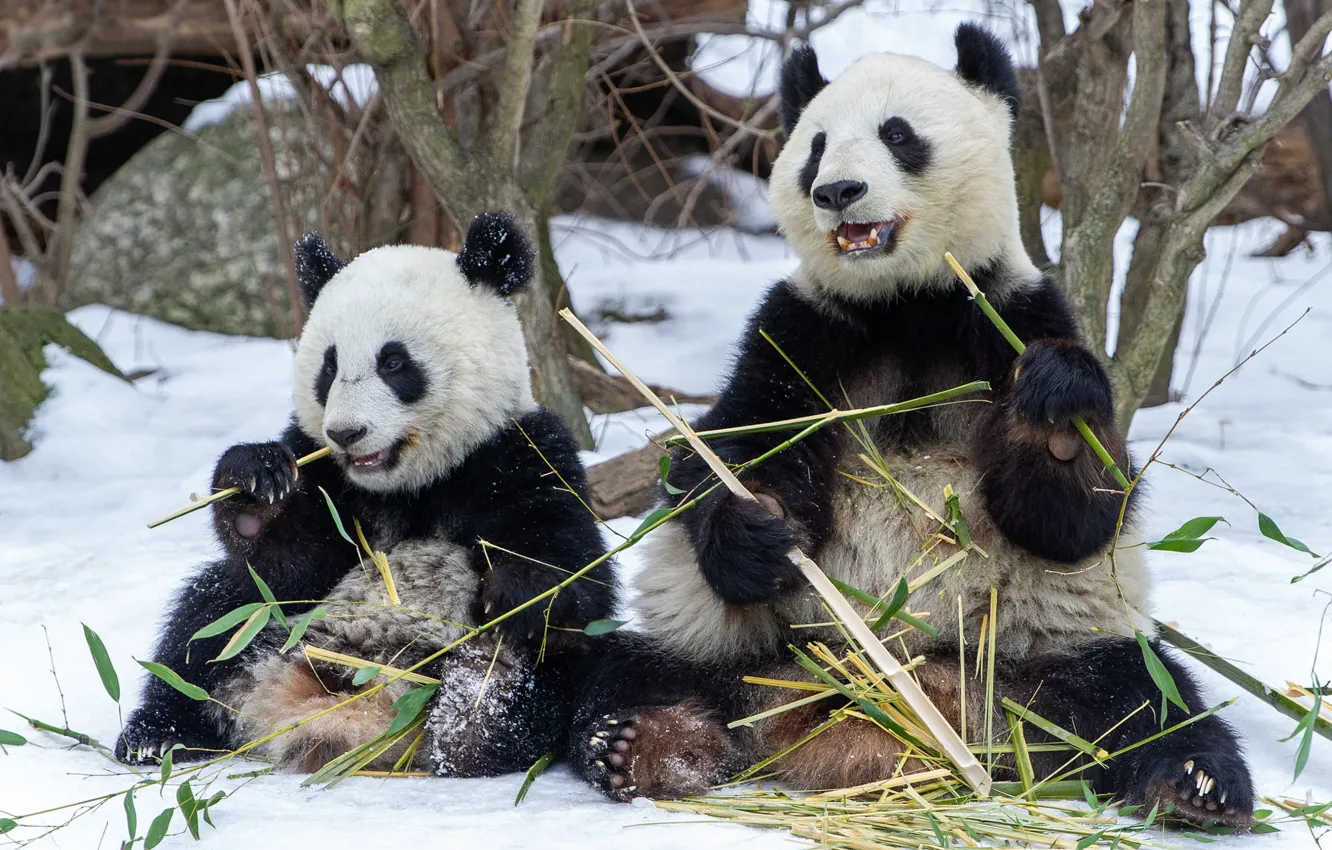 Photo wallpaper winter, look, face, leaves, snow, trees, branches, pose