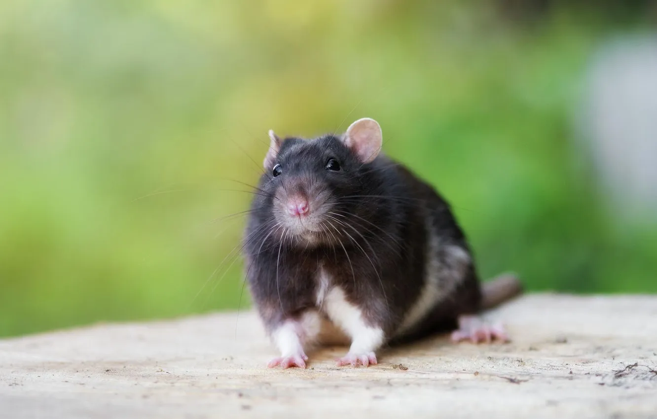 Photo wallpaper animal, cute, rat, decorative