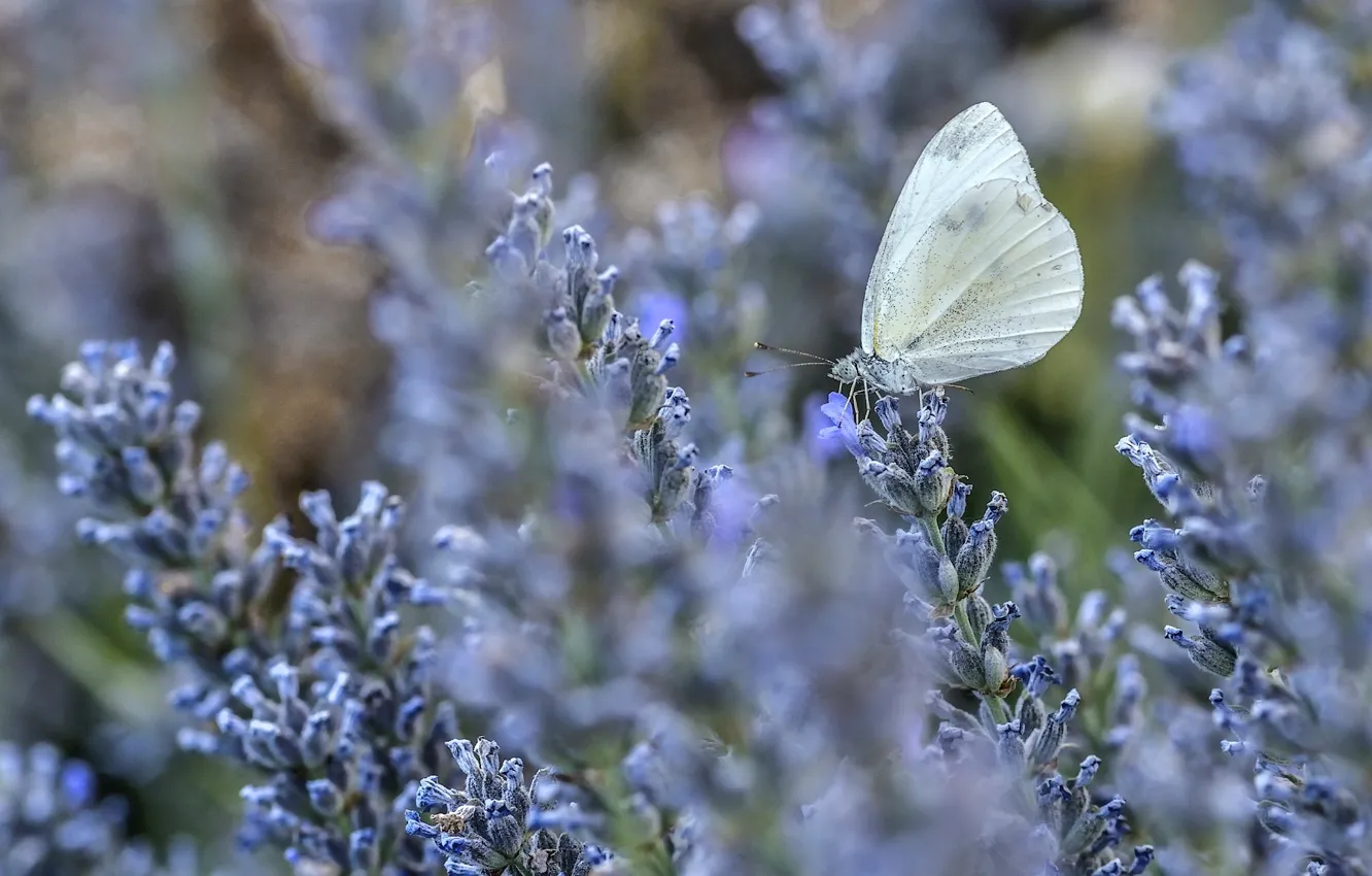 Photo wallpaper macro, flowers, butterfly, lavender