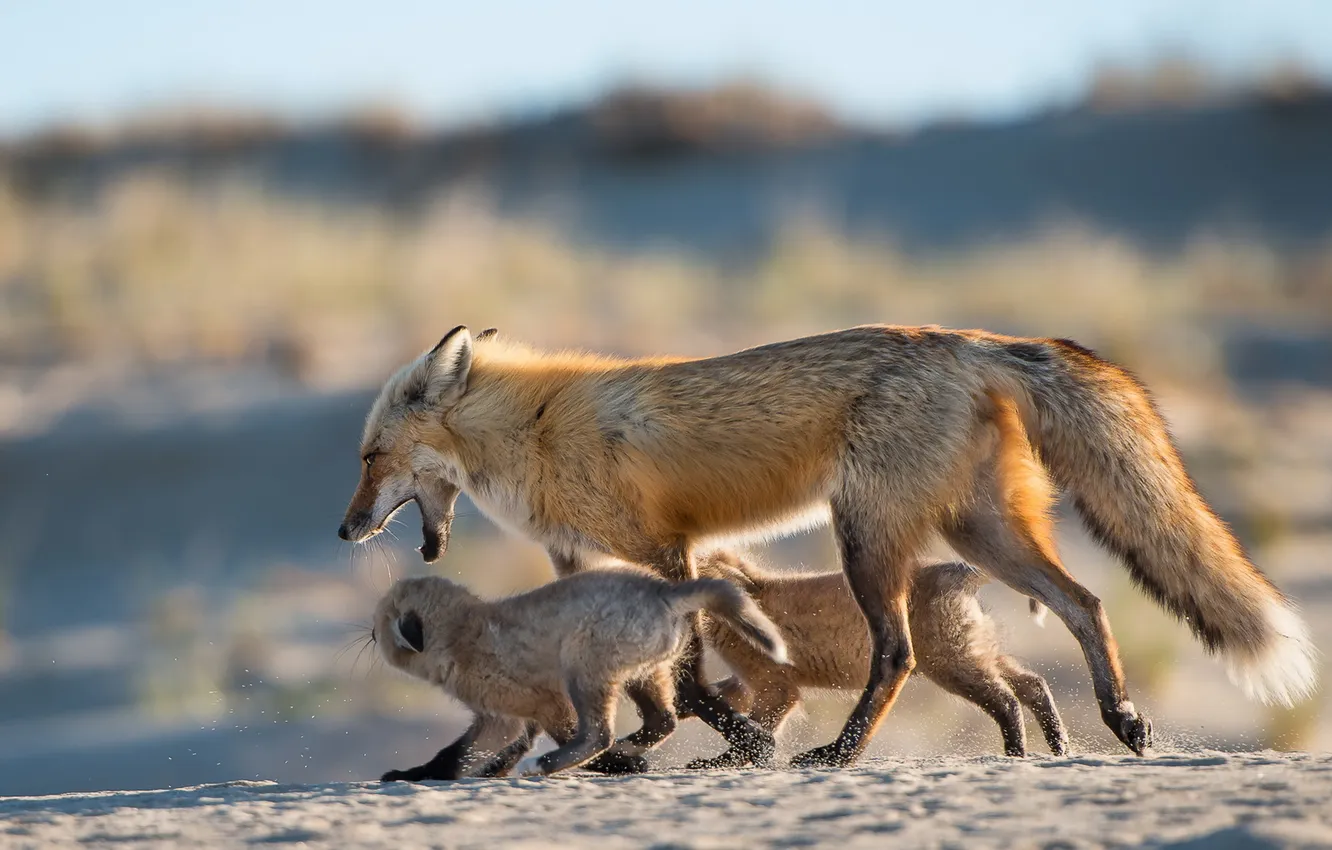 Photo wallpaper nature, background, Fox