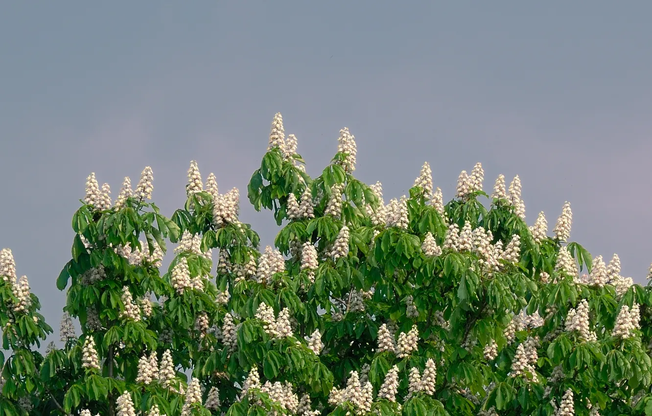 Photo wallpaper the sky, leaves, trees, flowers, chestnuts, inflorescence