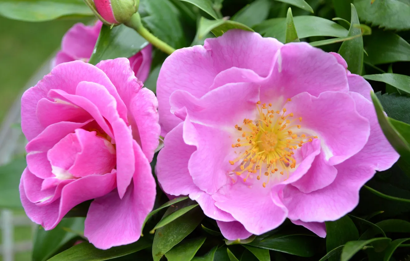 Photo wallpaper leaves, roses, petals, buds, flowering