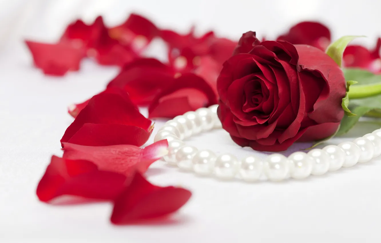 Photo wallpaper flowers, photo, roses, petals, Burgundy