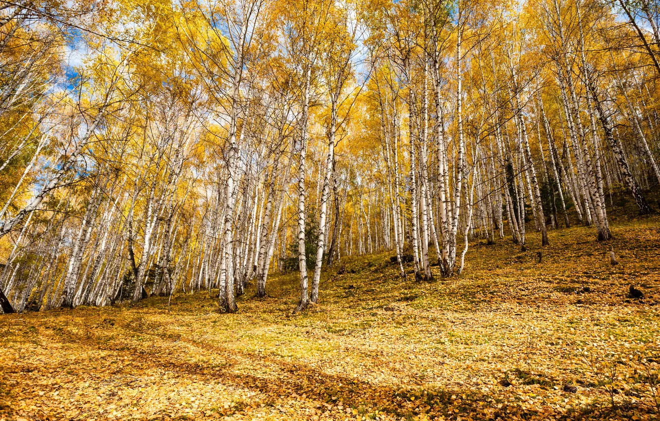 Photo wallpaper autumn, leaves, trees, slope, birch, grove
