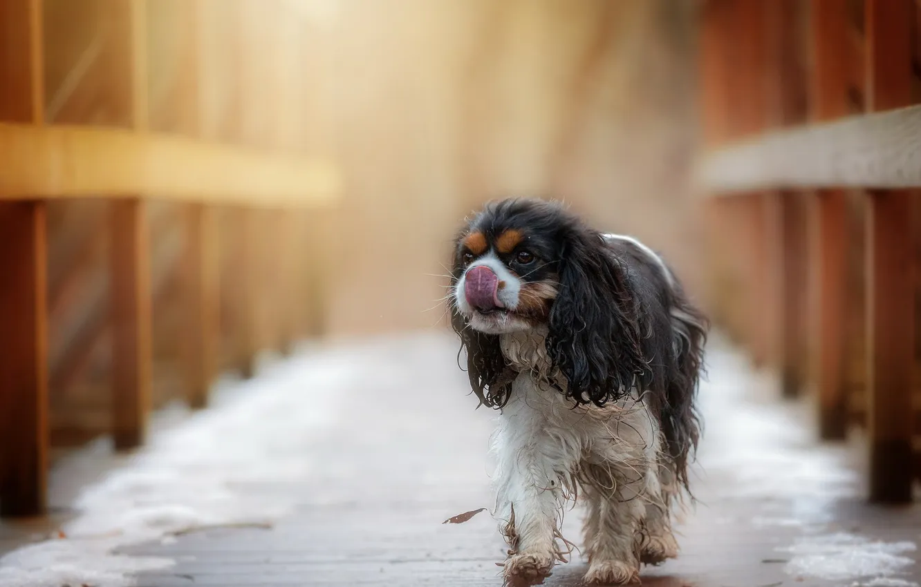 Photo wallpaper look, each, dog