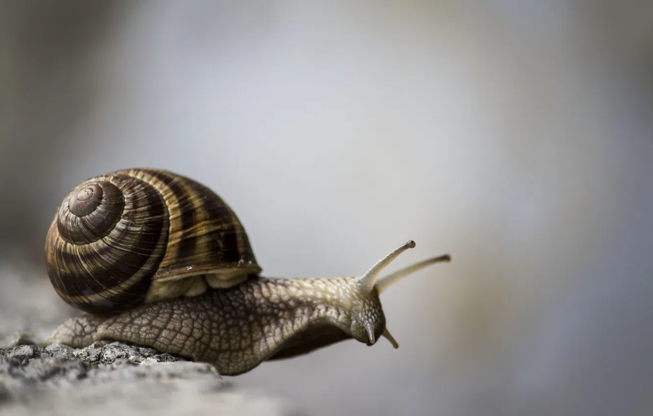 Photo wallpaper snail, sink, horn