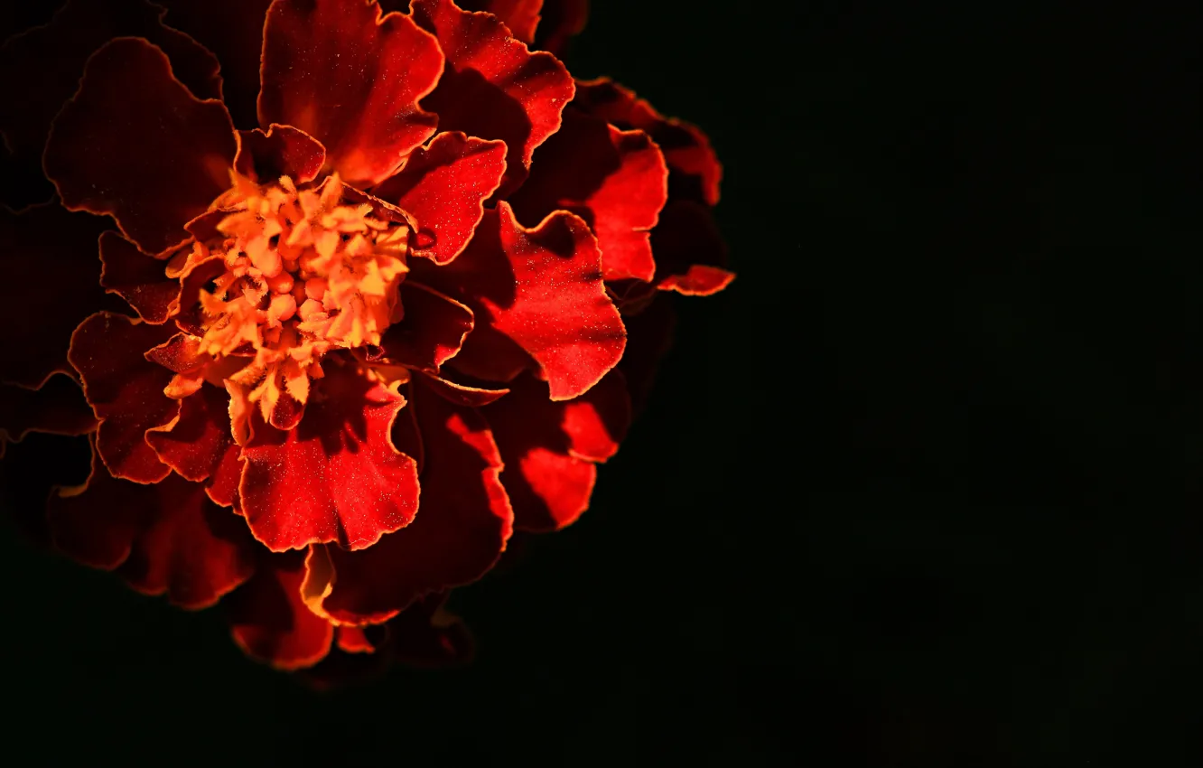 Photo wallpaper the evening, marigolds, light and shadow, the last ray of the sun, Photos of flowers