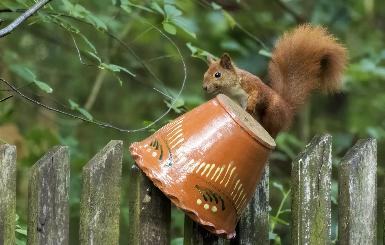 Photo wallpaper branches, pose, foliage, the fence, protein, pot, floral, ceramic
