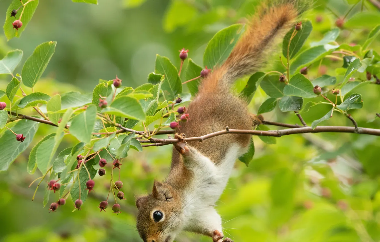 Photo wallpaper branches, berries, protein, red, acrobat