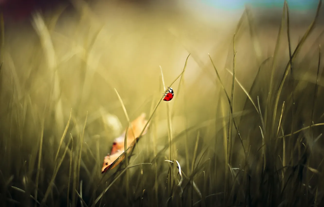 Photo wallpaper nature, background, ladybug