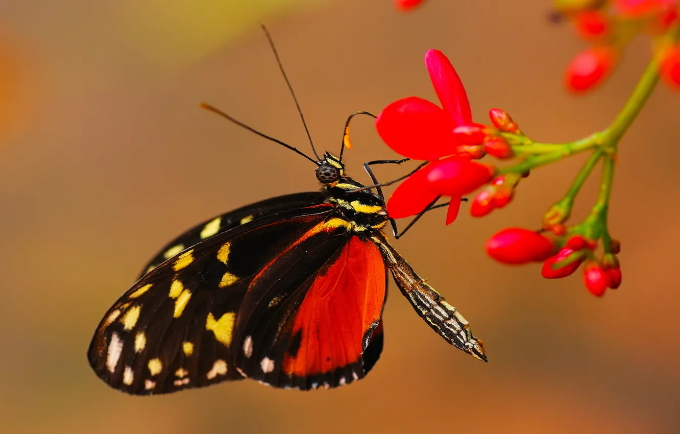 Photo wallpaper flowers, butterfly, plant, insect