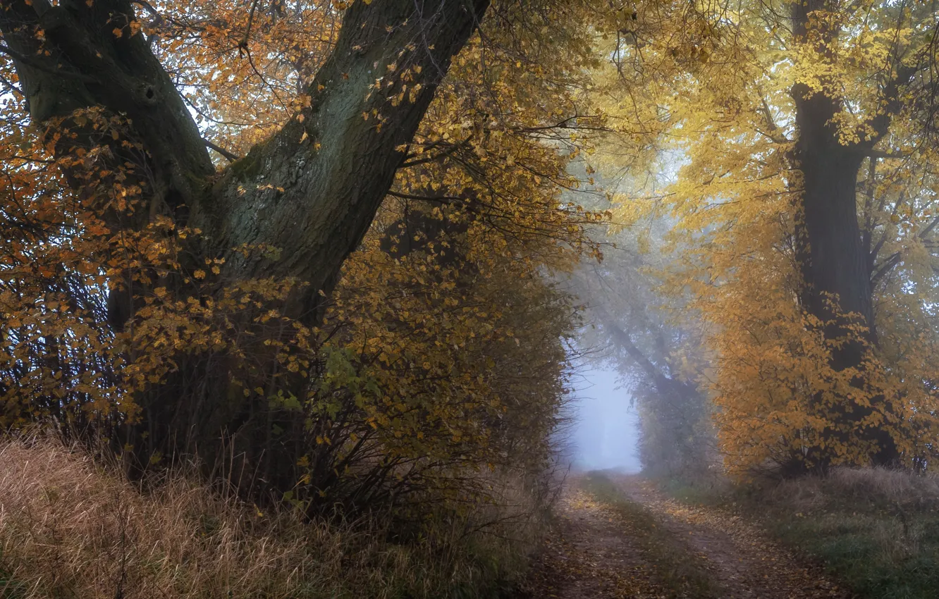 Photo wallpaper road, autumn, tree
