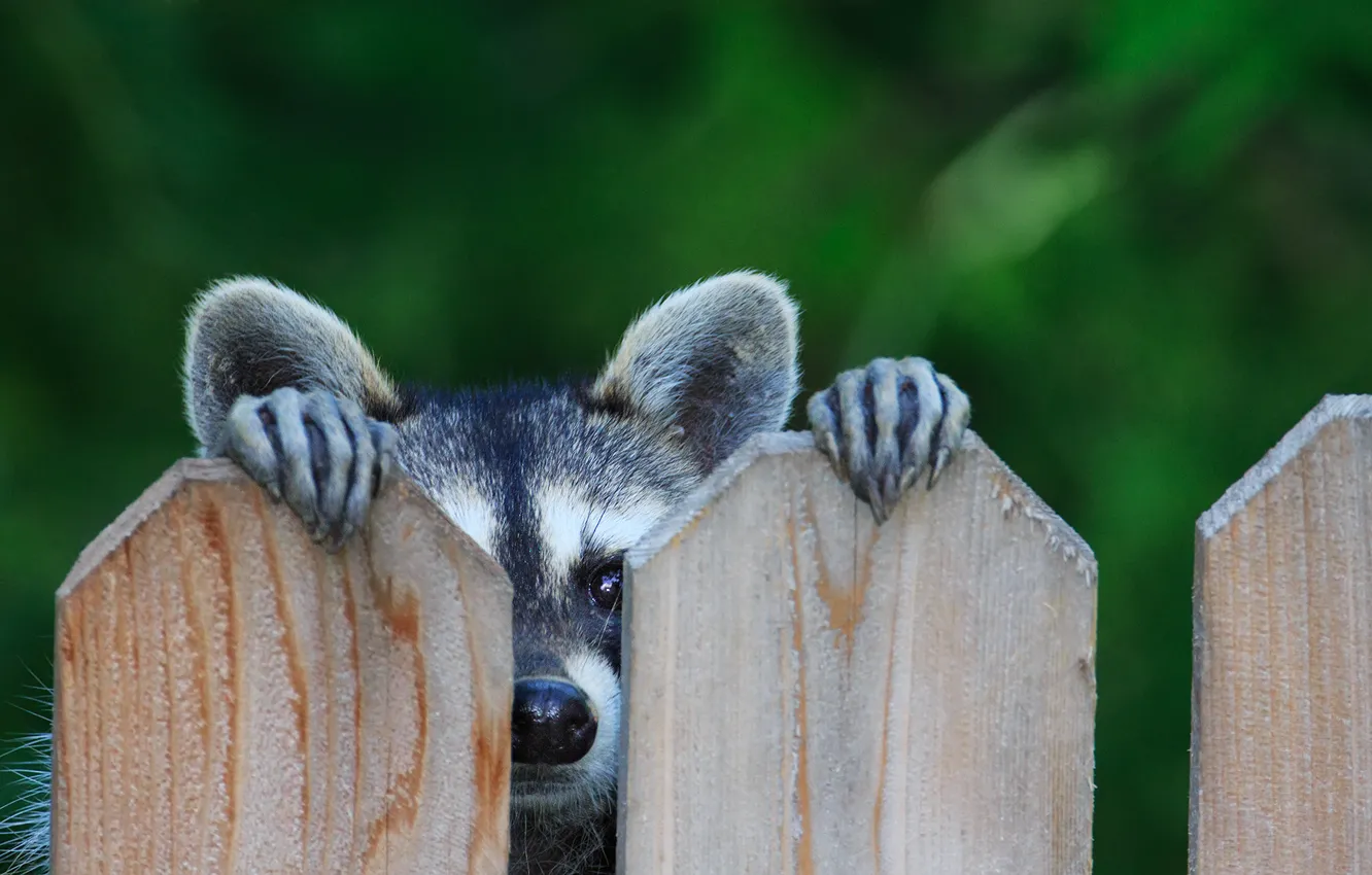 Photo wallpaper look, the fence, raccoon, ears