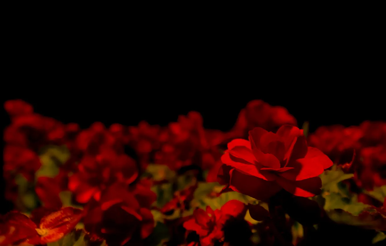 Photo wallpaper dark, flower, night, flowers, darkness