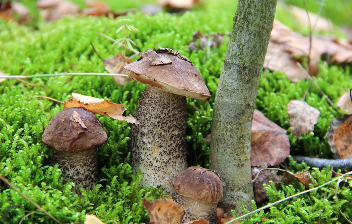Photo wallpaper forest, mushrooms, moss, boletus