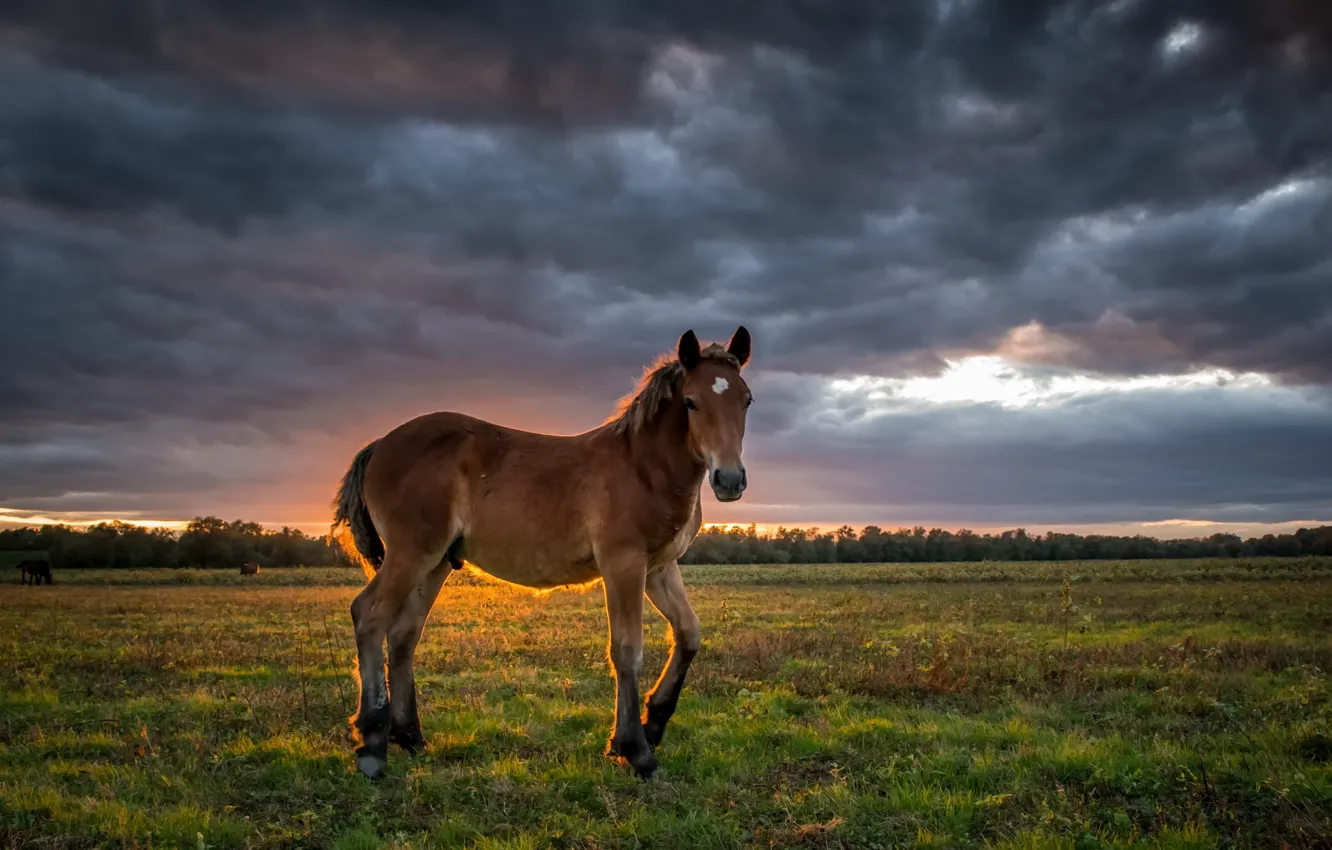 Photo wallpaper field, sunset, horse