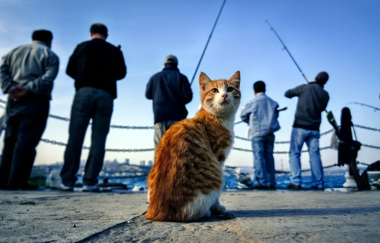 Photo wallpaper cat, cat, fishermen