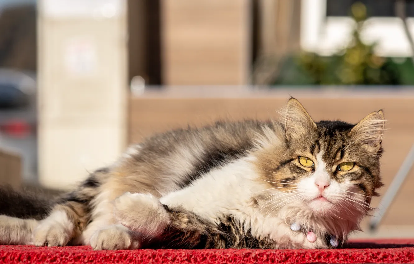 Photo wallpaper cat, look, face, light, pose, background, street, paws