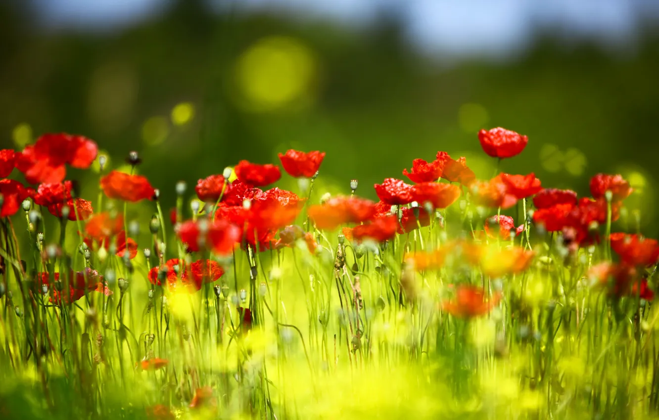 Photo wallpaper greens, summer, light, flowers, red, glade, bright, Maki