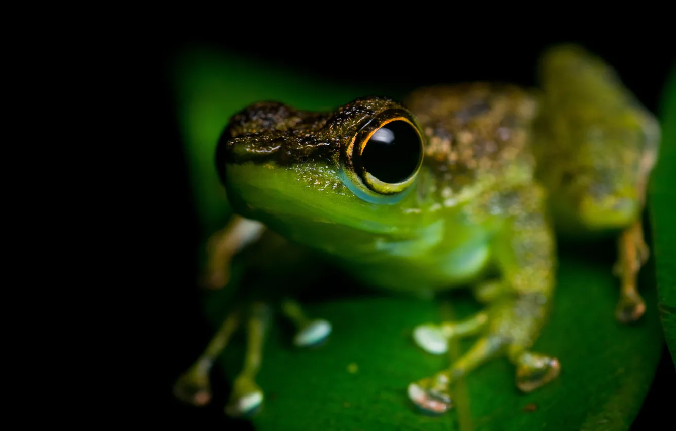 Photo wallpaper animals, eyes, macro, frog, black background, green, amphibians, amphibians