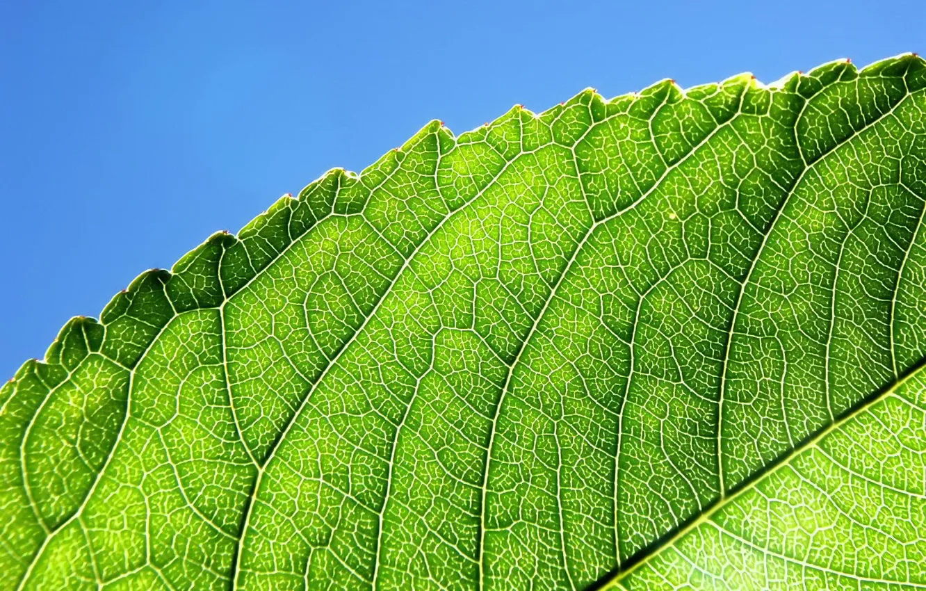 Photo wallpaper greens, leaves, line