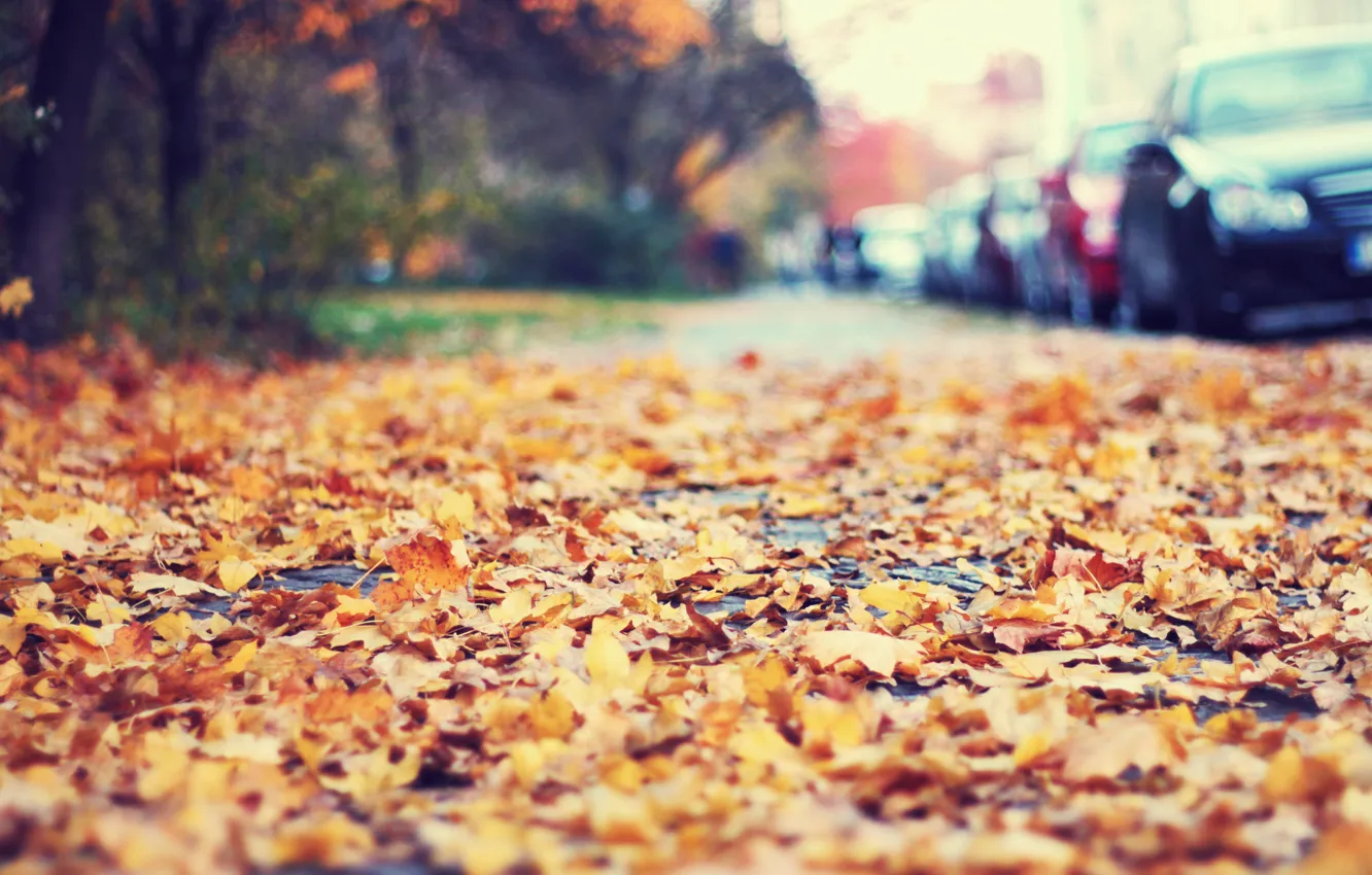 Photo wallpaper autumn, leaves, car, roadside