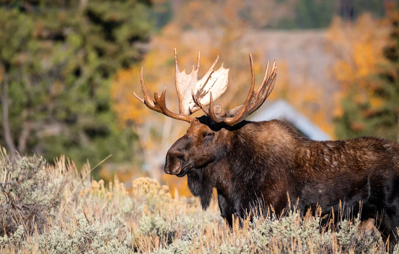 Photo wallpaper autumn, forest, look, face, light, nature, moose