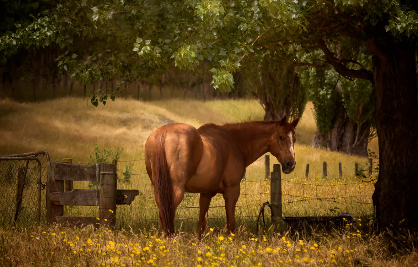 Photo wallpaper trees, horse, glade, horse, the fence