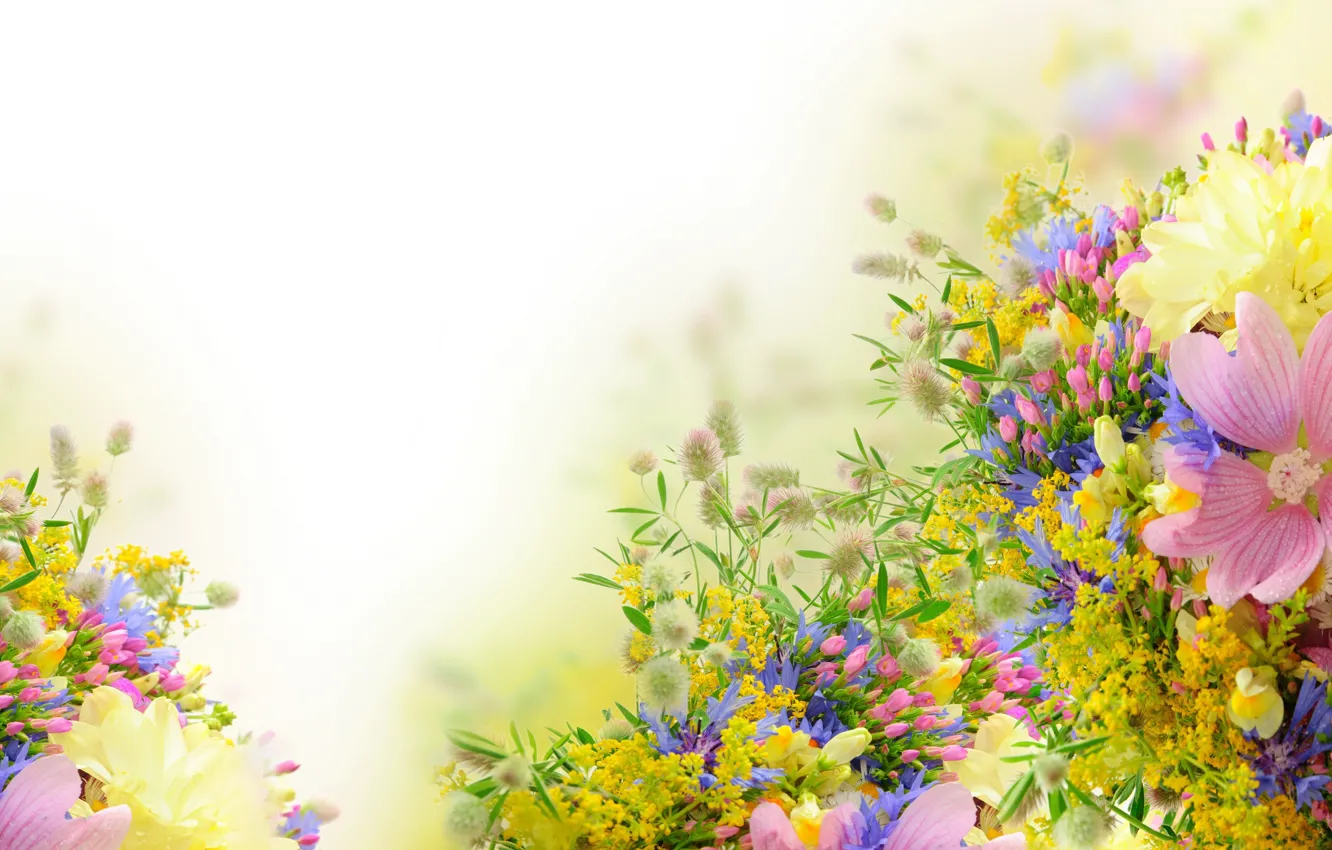 Photo wallpaper flowers, tenderness, mallow