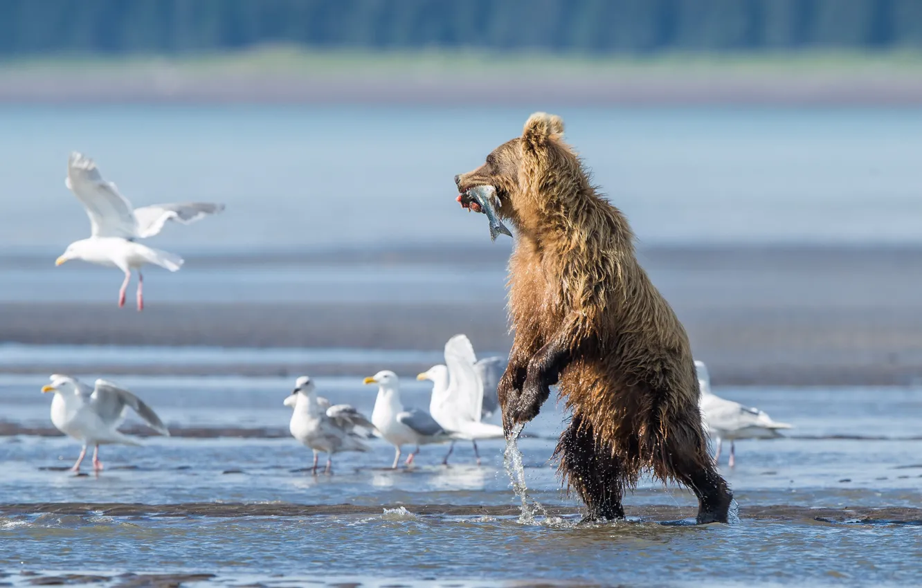 Photo wallpaper river, bird, seagulls, fish, bear, catch