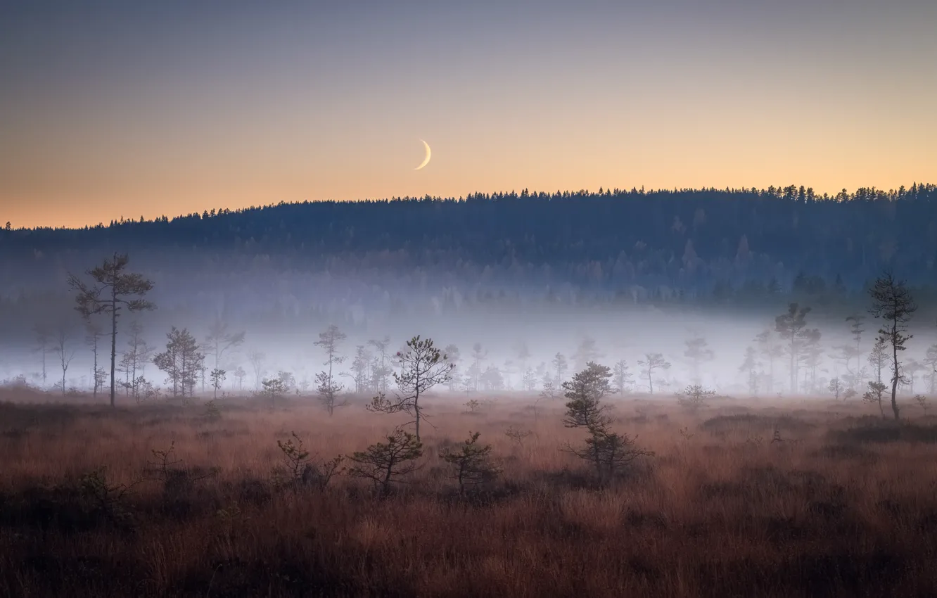 Photo wallpaper field, night, fog, the moon
