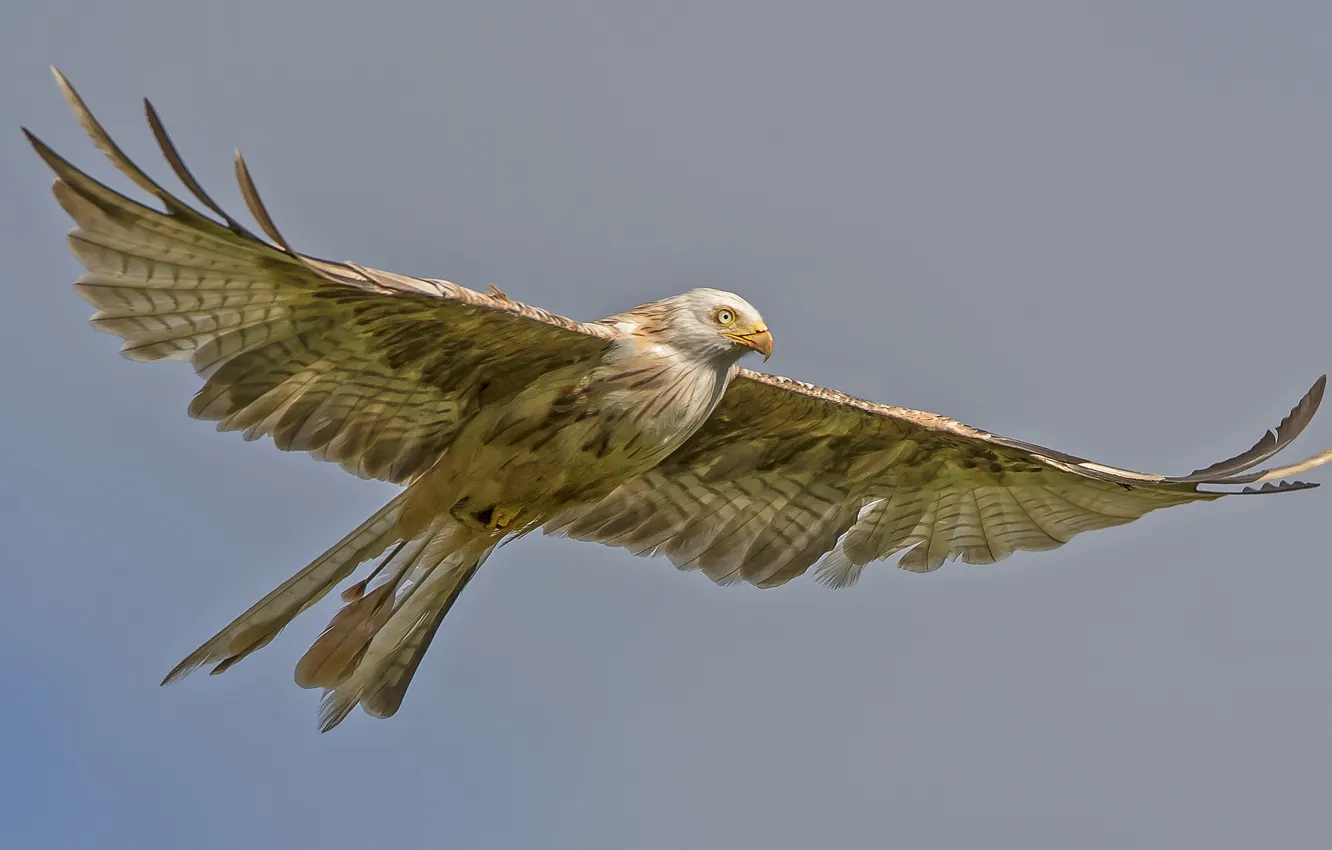 Photo wallpaper bird, flight, predatory