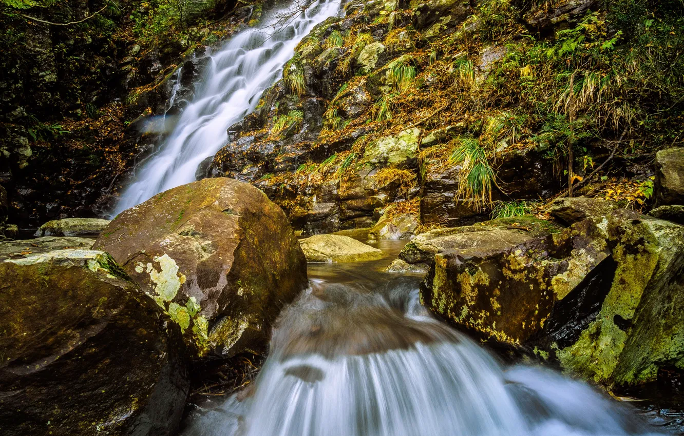 Photo wallpaper forest, stream, stone, waterfall, stream
