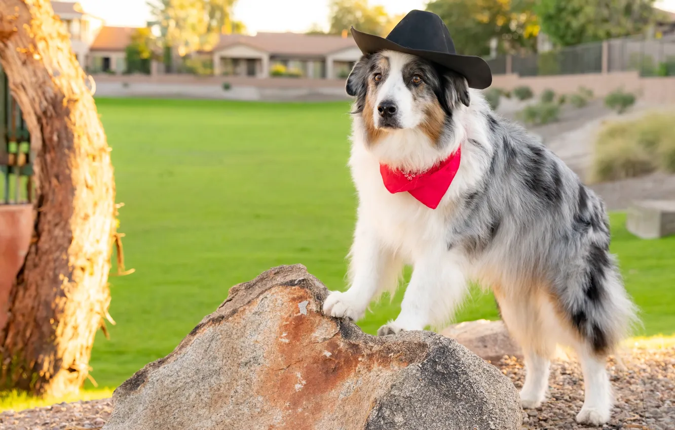 Photo wallpaper stones, dog, hat, shawl, lawn, Aussie