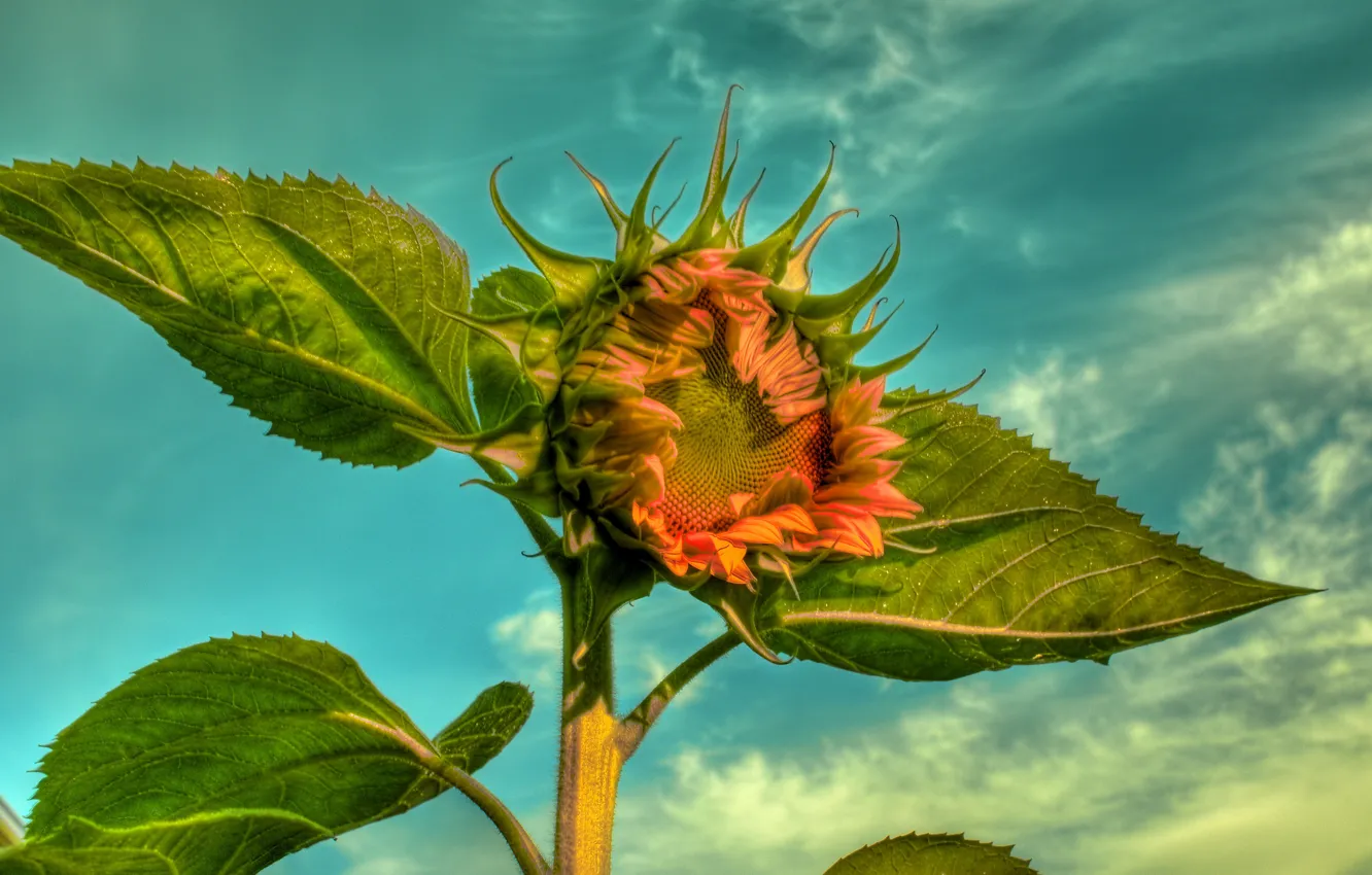 Photo wallpaper flower, the sky, leaves, HDR, sunflower, sunflowers, foliage