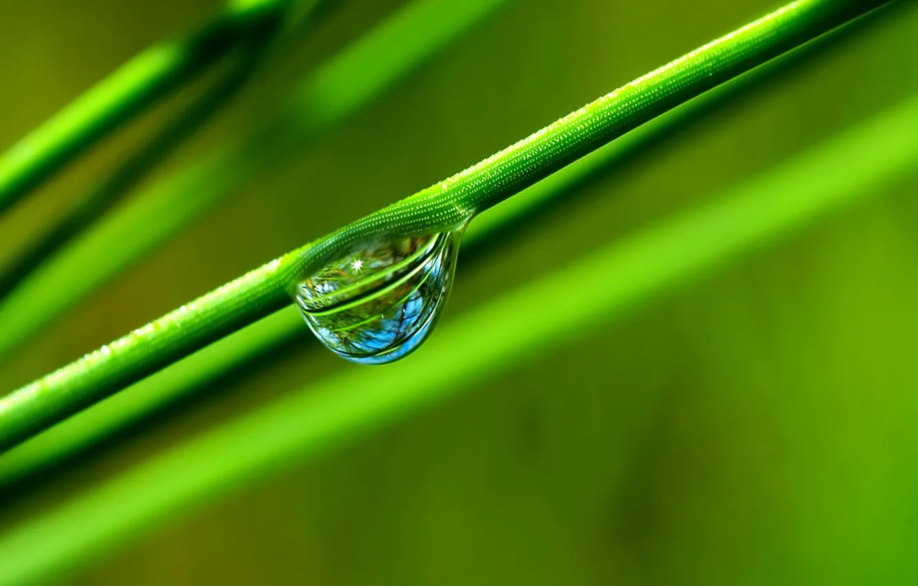 Photo wallpaper grass, green, reflection, drop