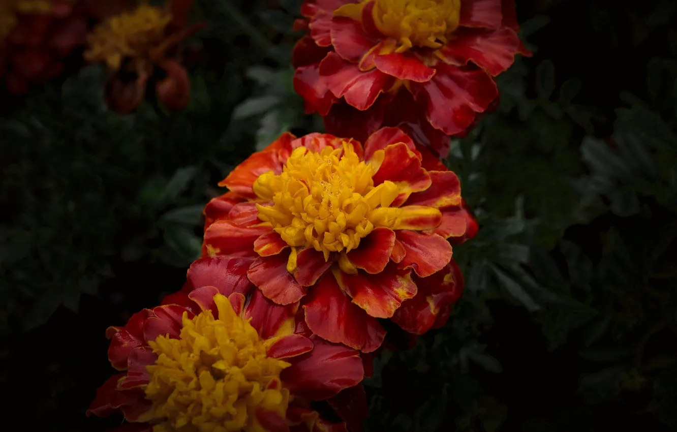 Photo wallpaper flowers, red, the dark background, marigolds